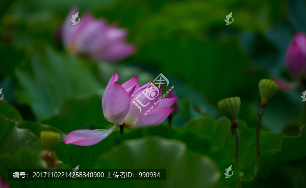 荷花