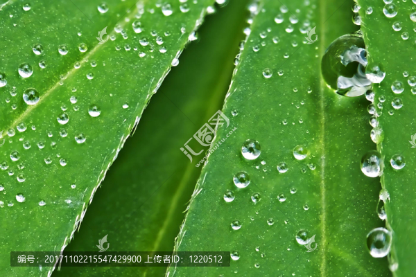 用水滴羽扇豆葉