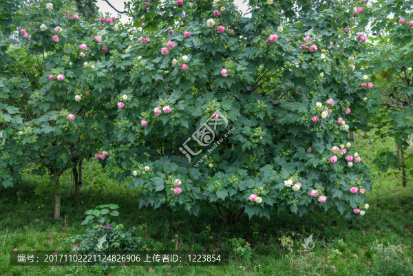芙蓉花