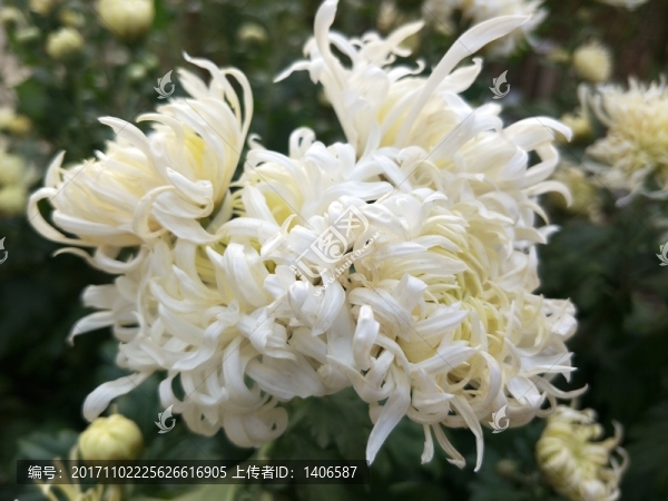 小白菊,秋菊