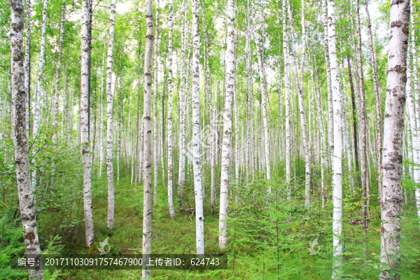 白樺林