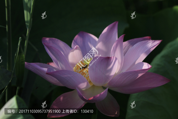 紅荷