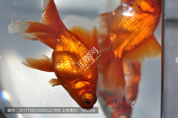 金魚