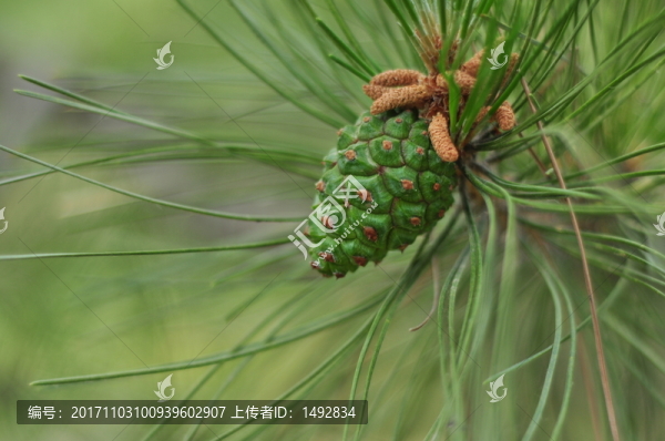 綠色,松果,松針,植物,特寫