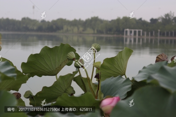 蓮蓬