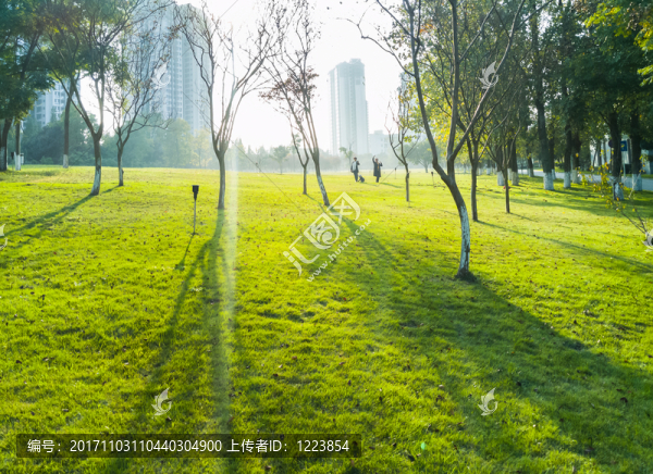 陽光草坪小路