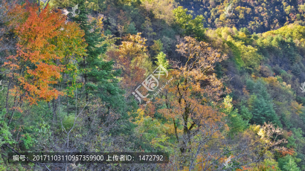神農(nóng)架天燕風景區(qū)初秋