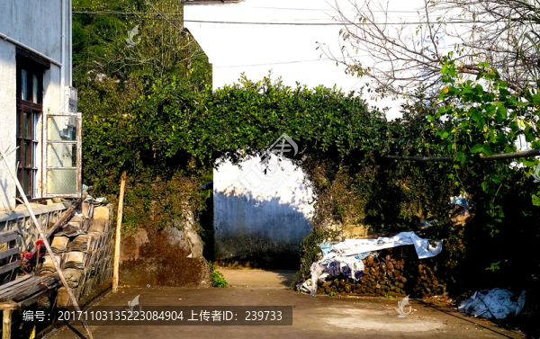 藤門(mén)