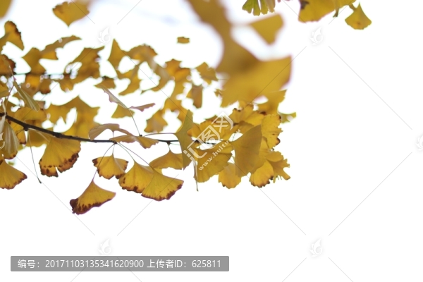 銀杏葉