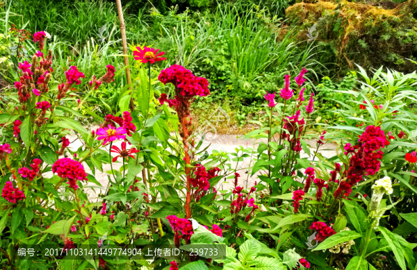 雞冠花