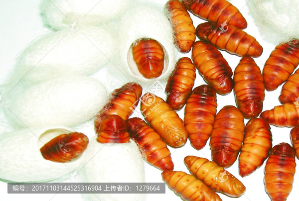 蠶蛹寫真