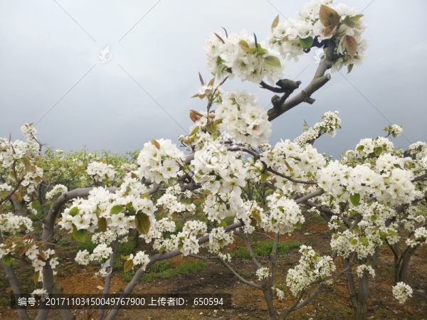 梨花