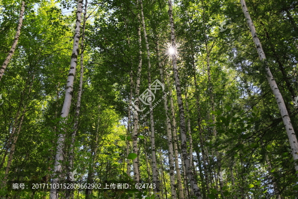 白樺林