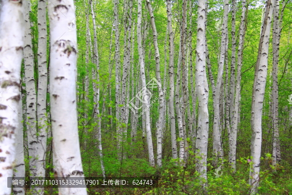 白樺林