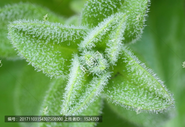 植物葉上的露水