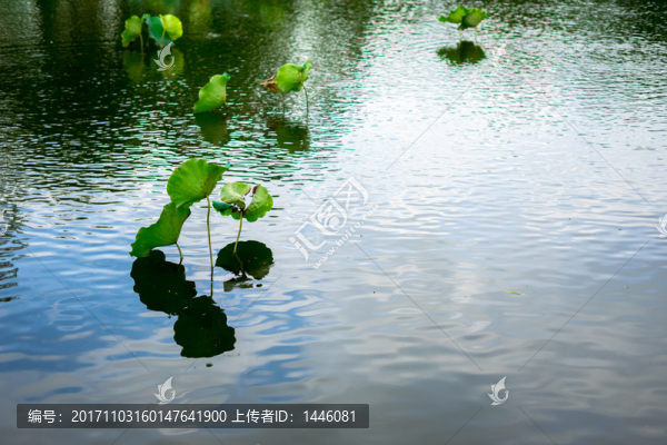 池塘的荷葉