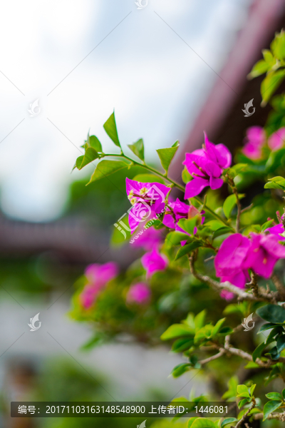 鮮花