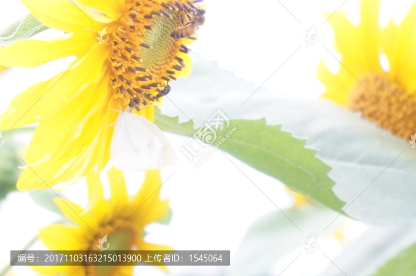 向日葵