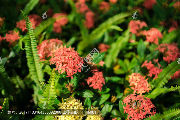 鮮花