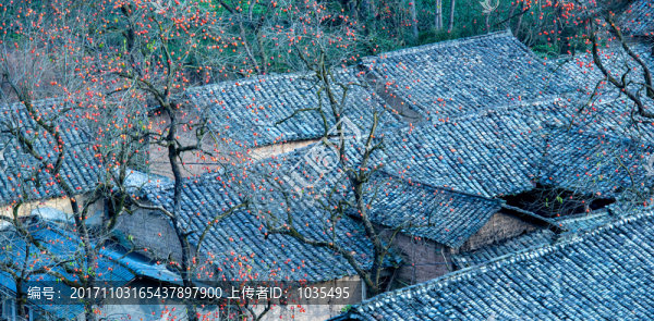 柿子樹