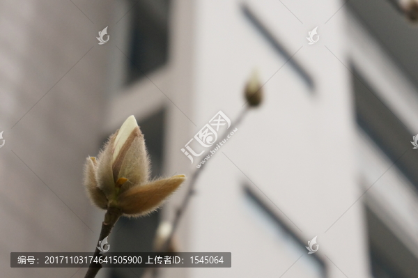 白玉蘭,微距攝影,春天