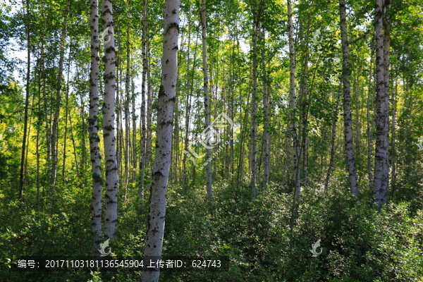 白樺林