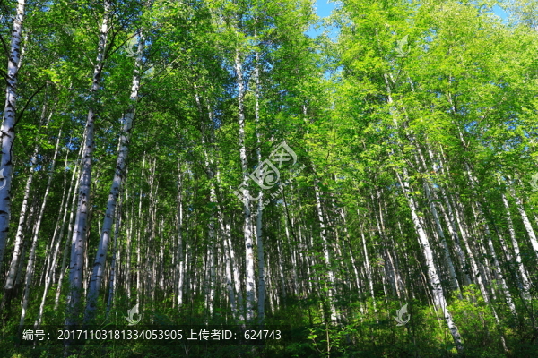 白樺林