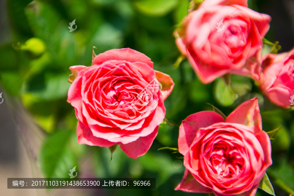 玫瑰花,（3）