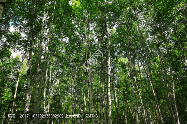 白樺林