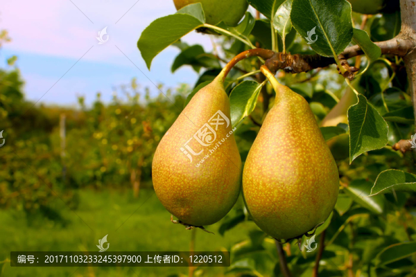 食物