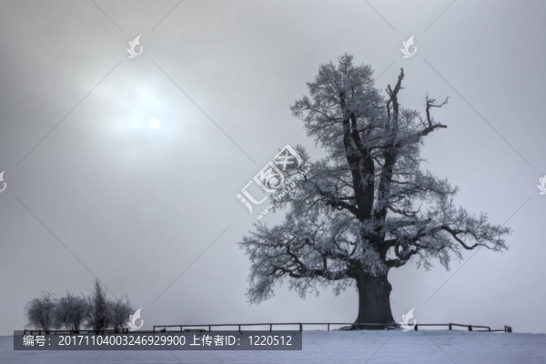 冷橡樹冬2011,01