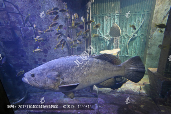 魚