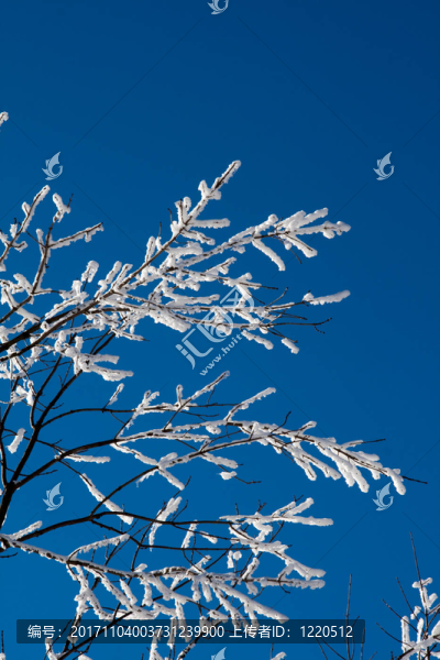 雪的樹枝