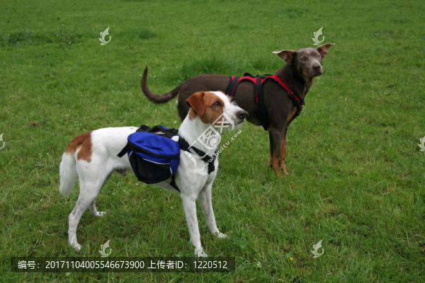 jack,russell犬hundebag