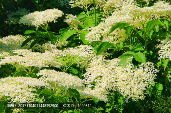 接骨木接骨木花23