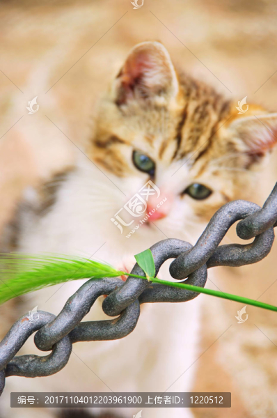 katzenbaby小貓01