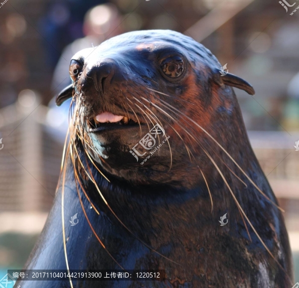 海獅