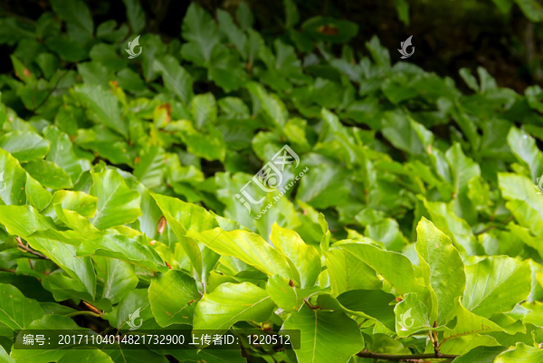 山毛櫸樹葉，山毛櫸樹葉06