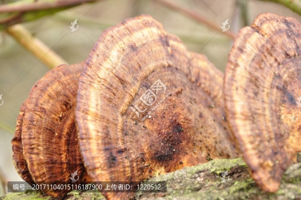 baumpilze