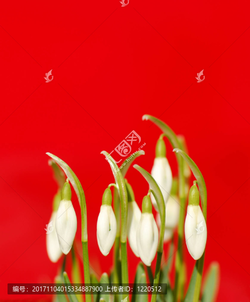 雪花蓮