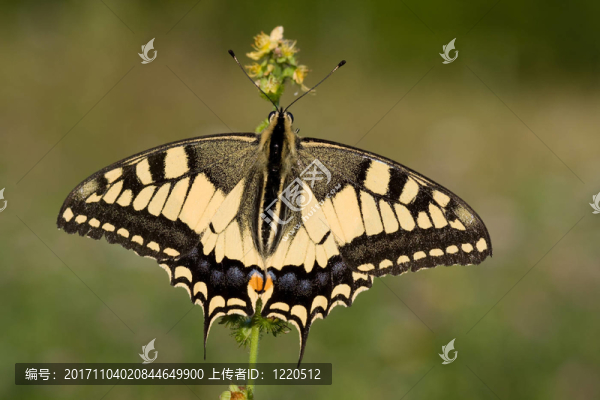 燕尾鳳蝶machaon