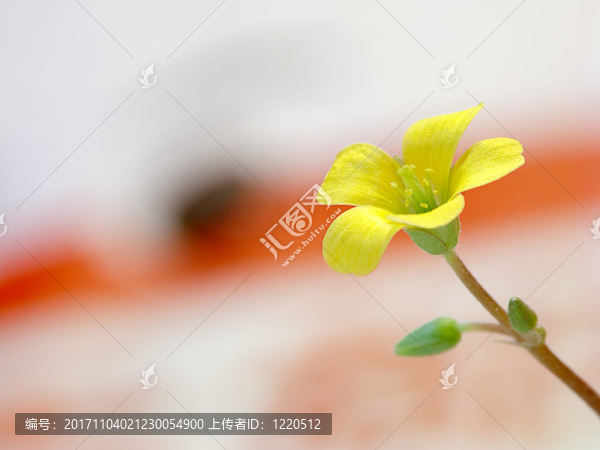 葉