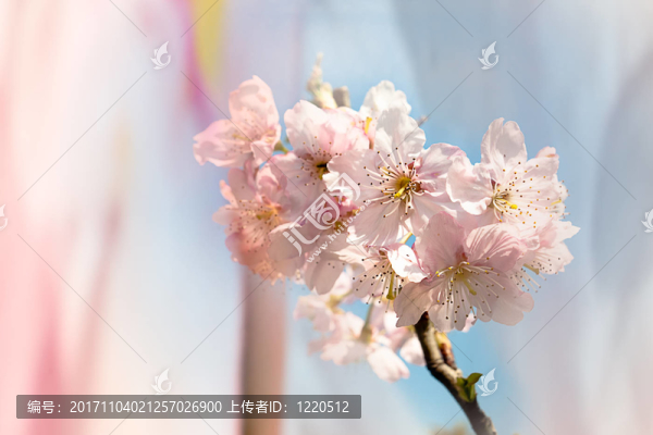 親密的