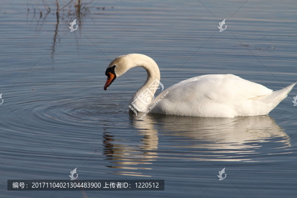 疣鼻天鵝III