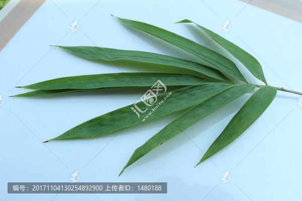 竹葉