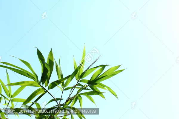 竹子竹葉