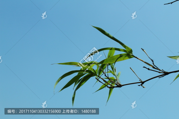 竹子竹葉
