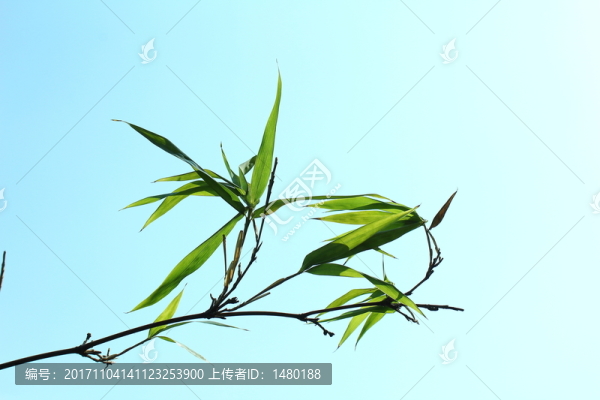 竹子竹葉