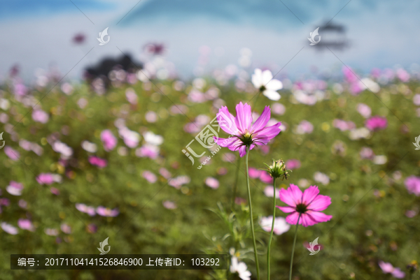 花叢