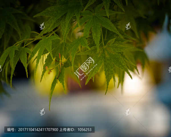 葉子